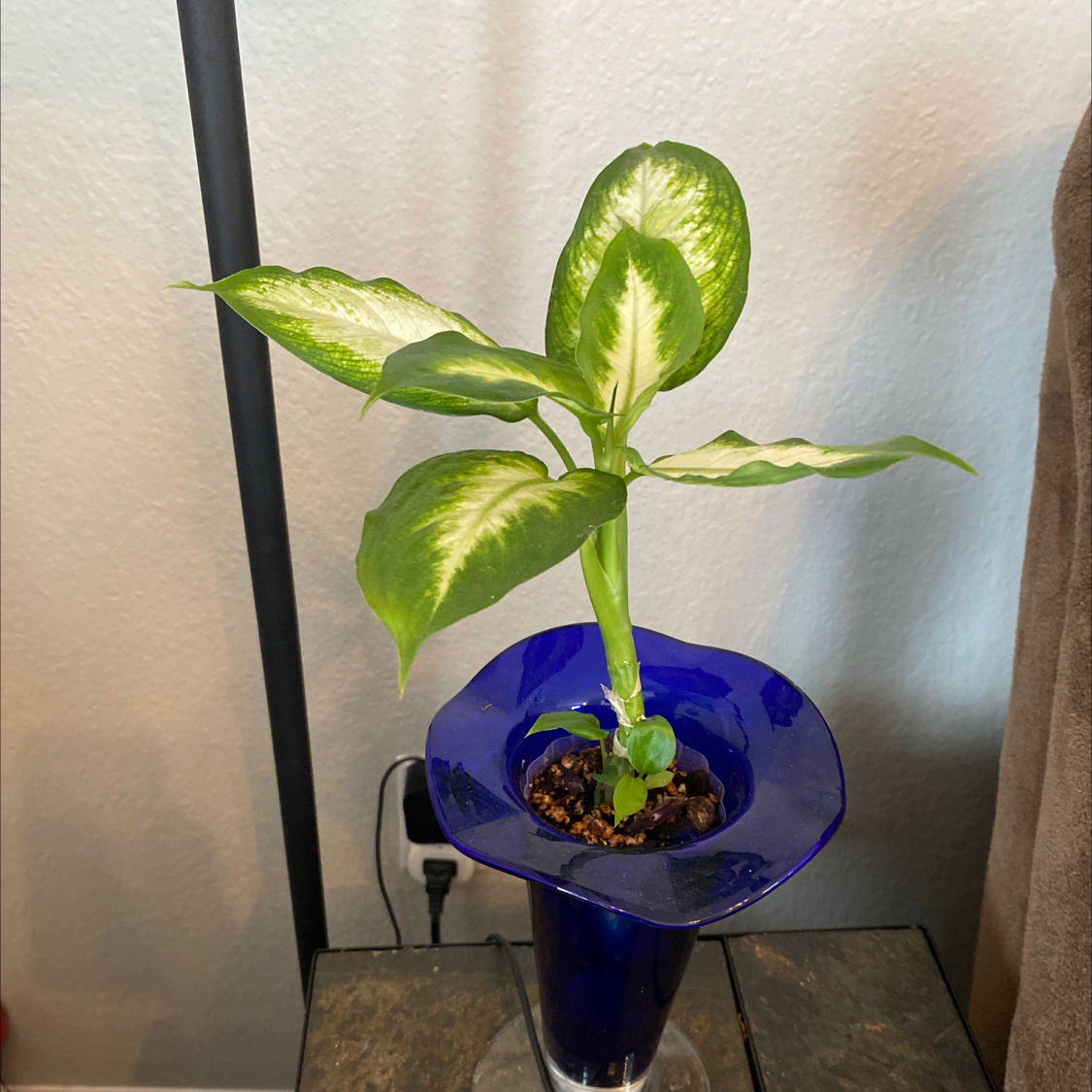 Dumb Cane plant in a blue vase with healthy green and white variegated leaves.