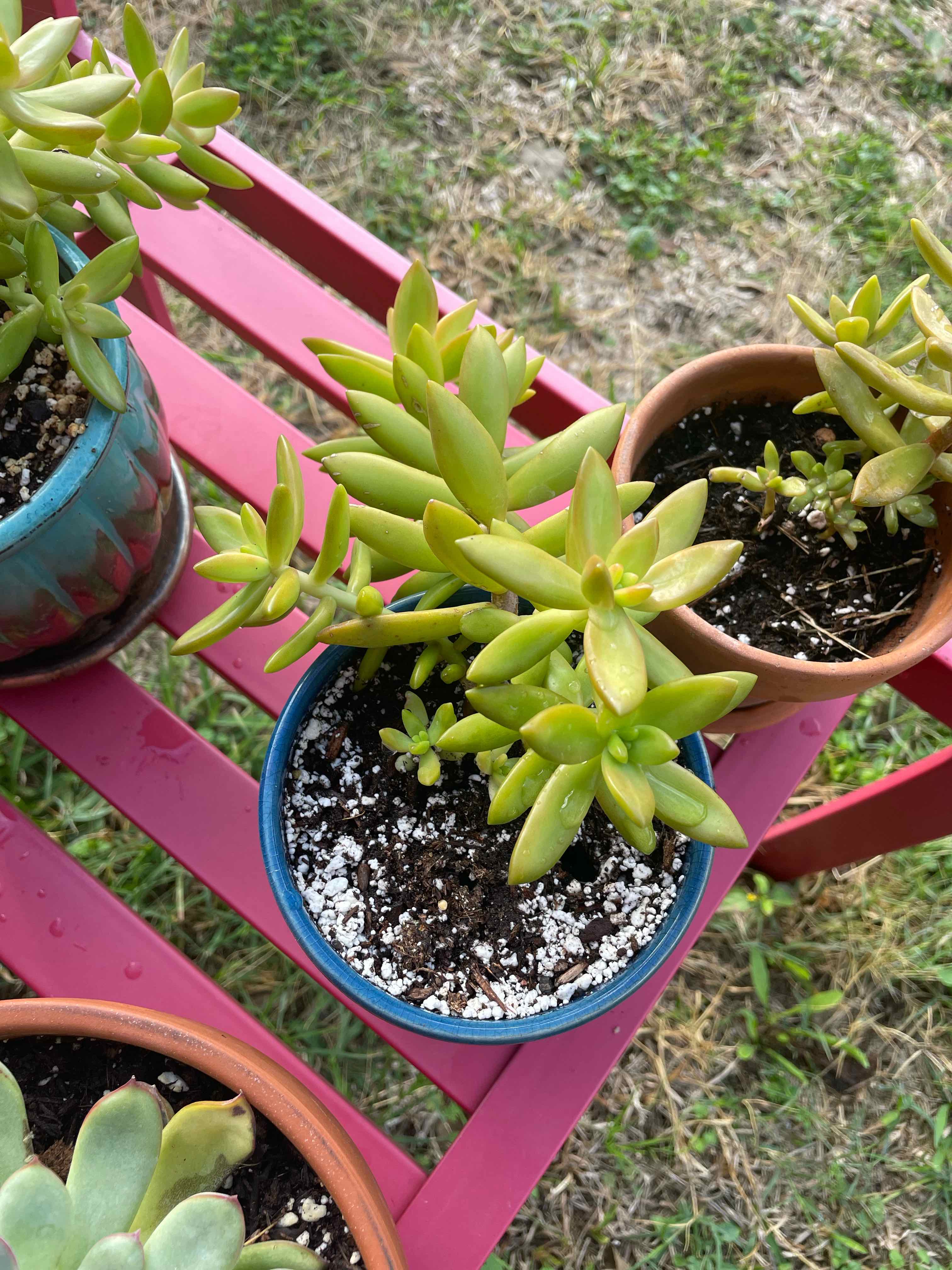 Sedum adolphi 'Sunset' plant in a blue pot with visible soil, healthy green leaves, and no signs of disease.
