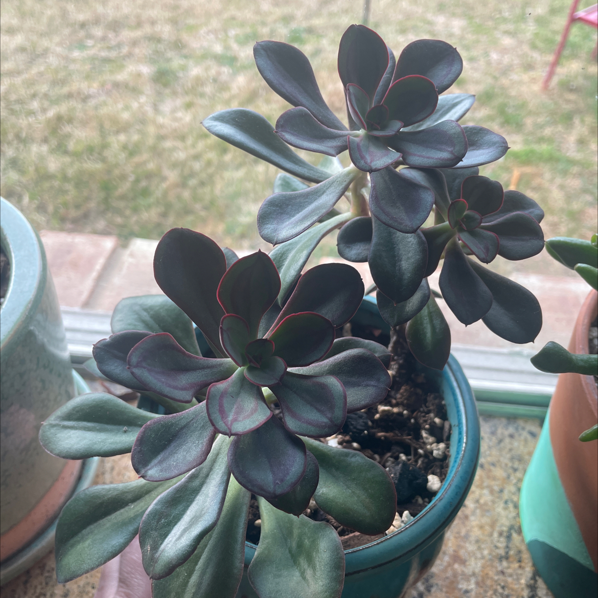 Painted Echeveria plant in a pot, healthy with thick, fleshy leaves.