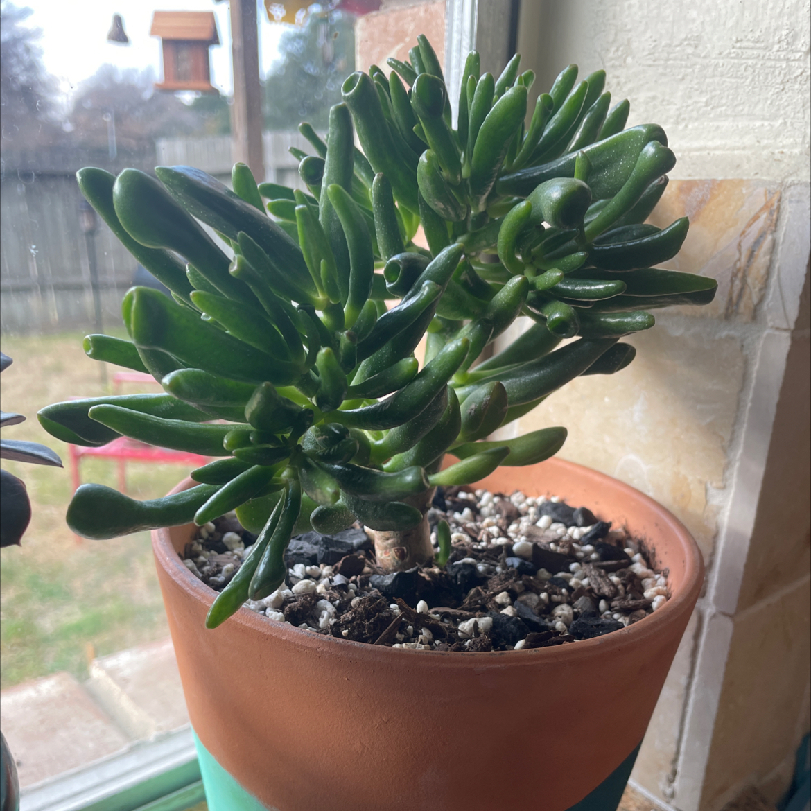 Gollum Jade plant in a terracotta pot with visible soil, placed near a window.