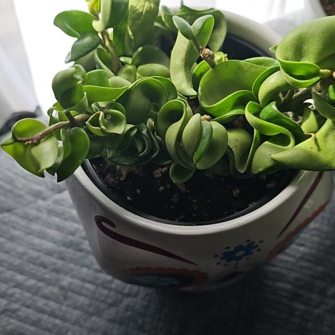 Does My Hoya carnosa Need Direct Sunlight?