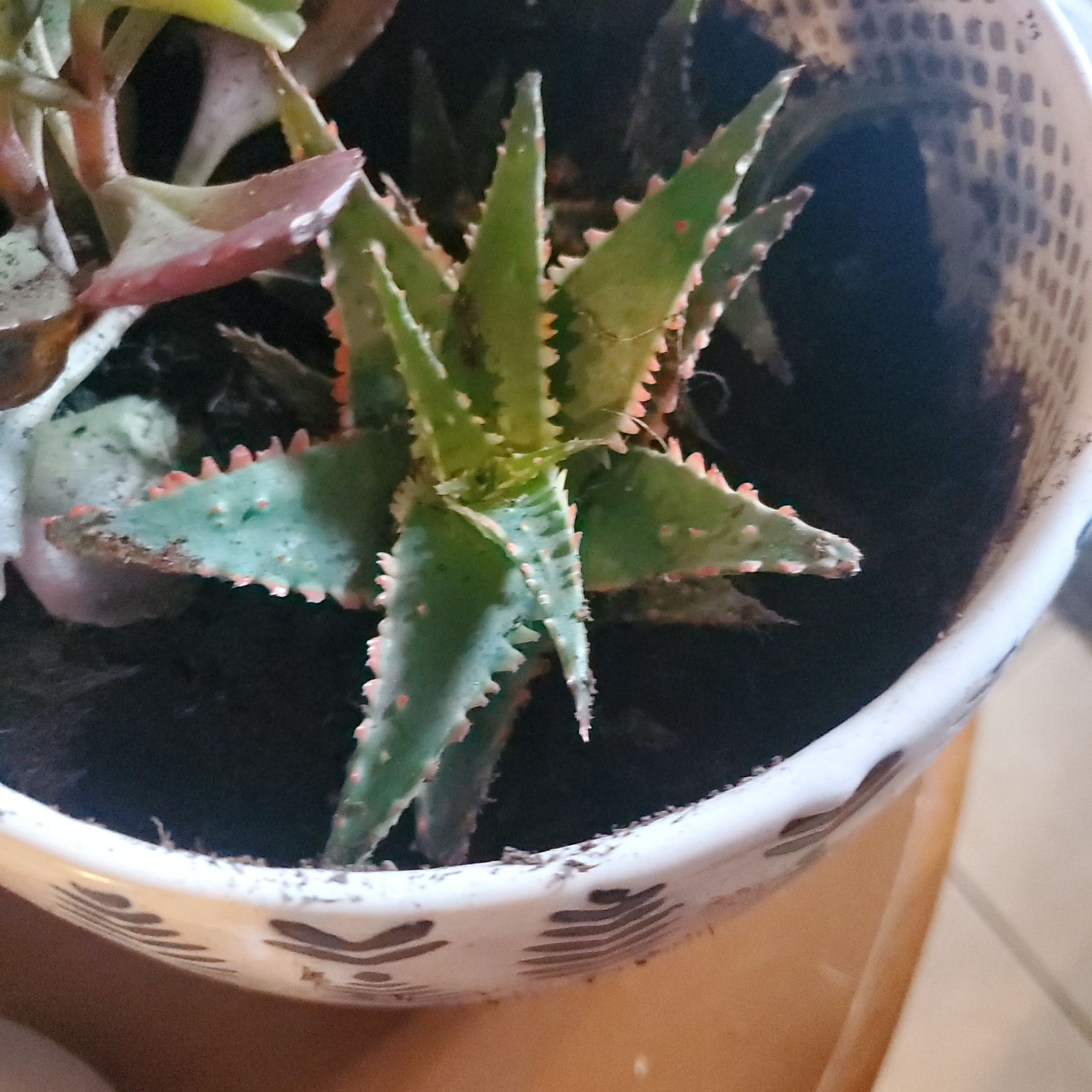 Potted Aloe 'Christmas Sleigh' plant in good health with visible soil.