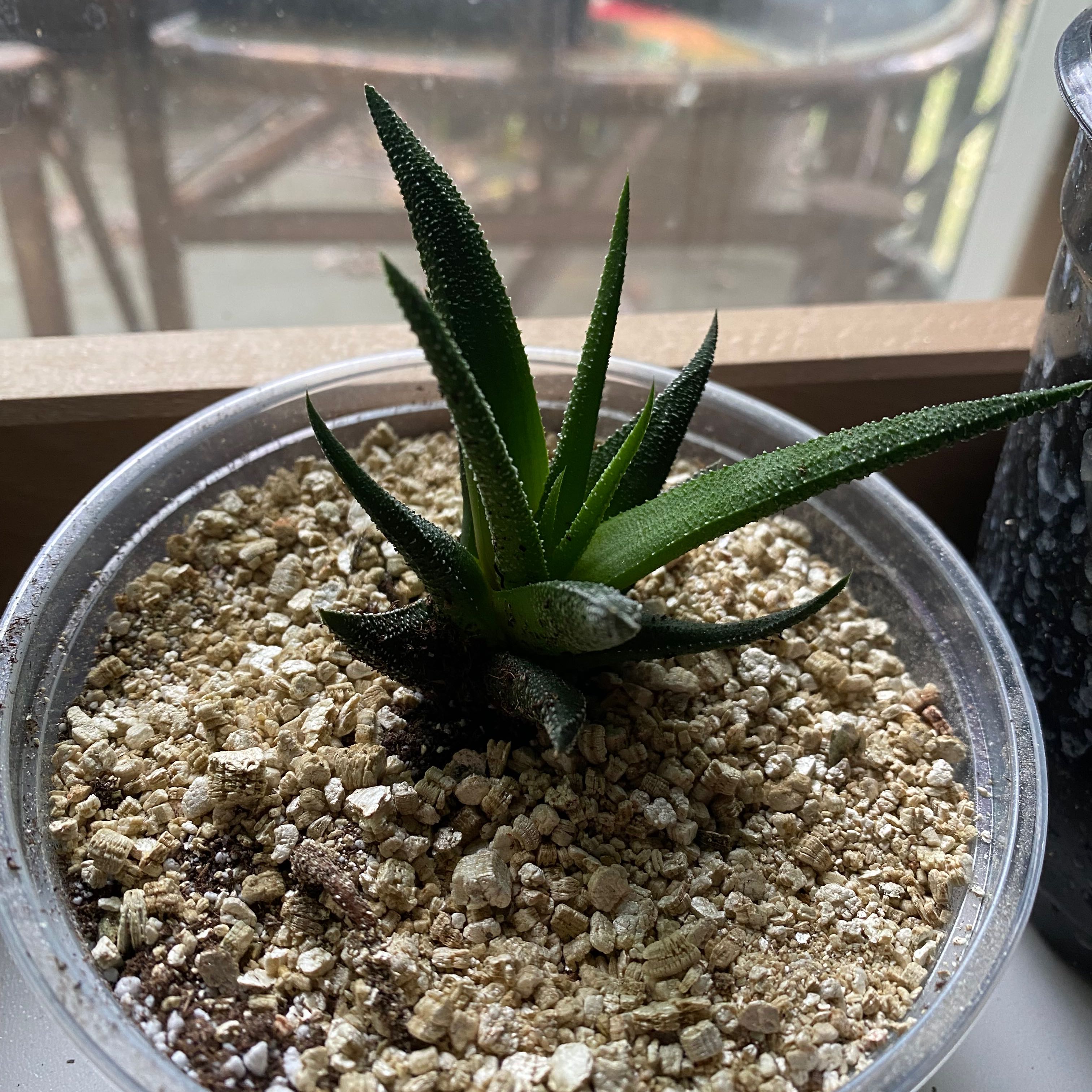 Gasteraloe 'Flow' plant in a clear plastic pot with well-draining soil.