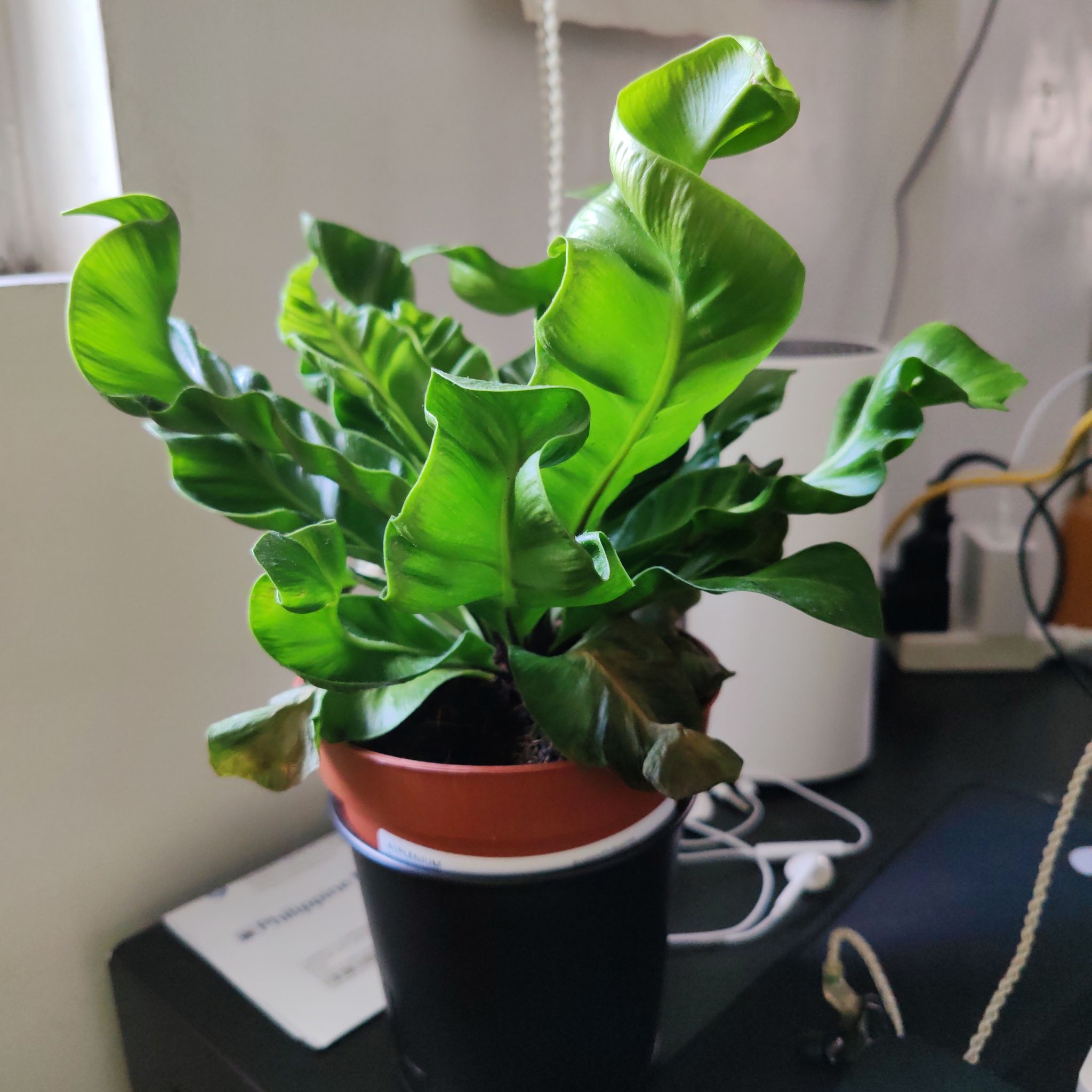 Photo of the plant species Cobra Fern by @NovelWaxflower named Ikobra on Greg, the plant care app
