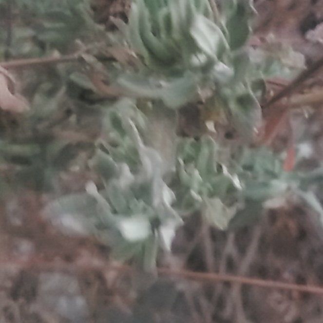 Photo of the plant species Wooly Locoweed by @GeniusPuriri named Aristotle on Greg, the plant care app
