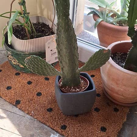Photo of the plant species fig opuntia by @KinglyShadbush named Delilah on Greg, the plant care app