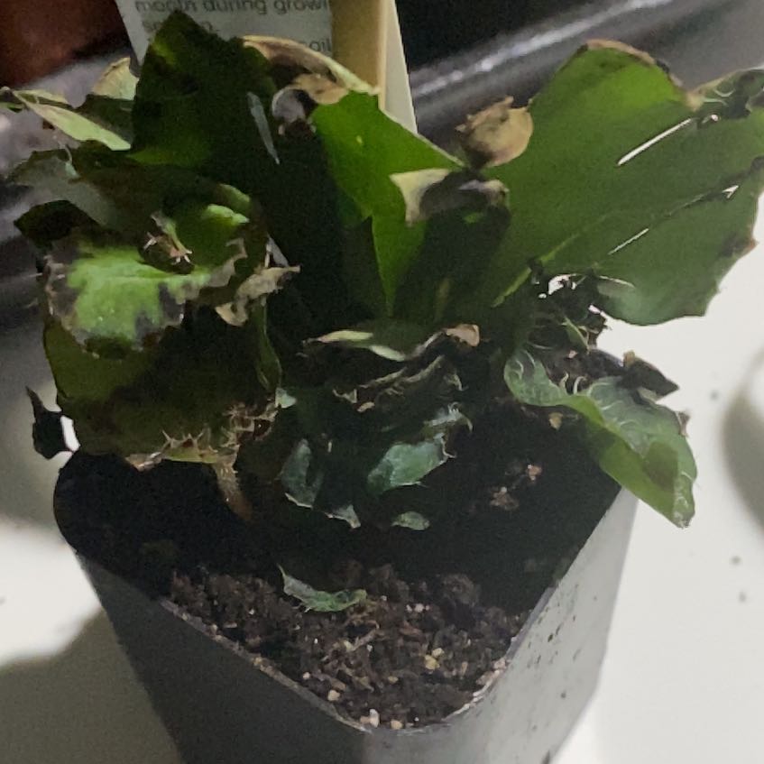 Photo of the plant species Rex Begonia Jurassic Dino by @VeteranTamarind named Bodhi on Greg, the plant care app
