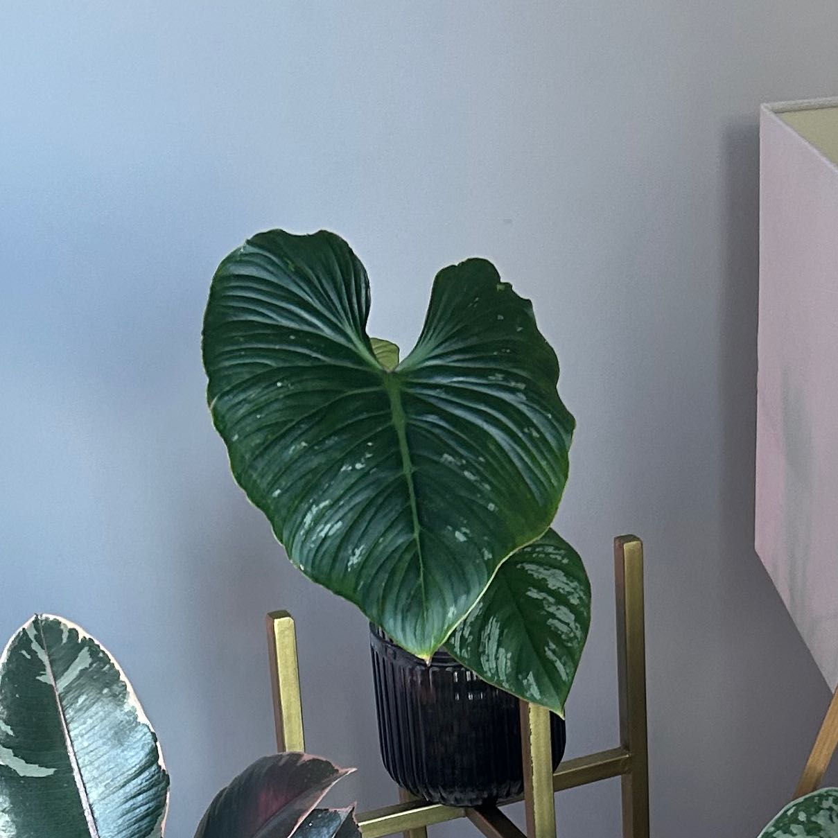 Philodendron mamei plant with large, healthy green leaves in a pot on a stand.