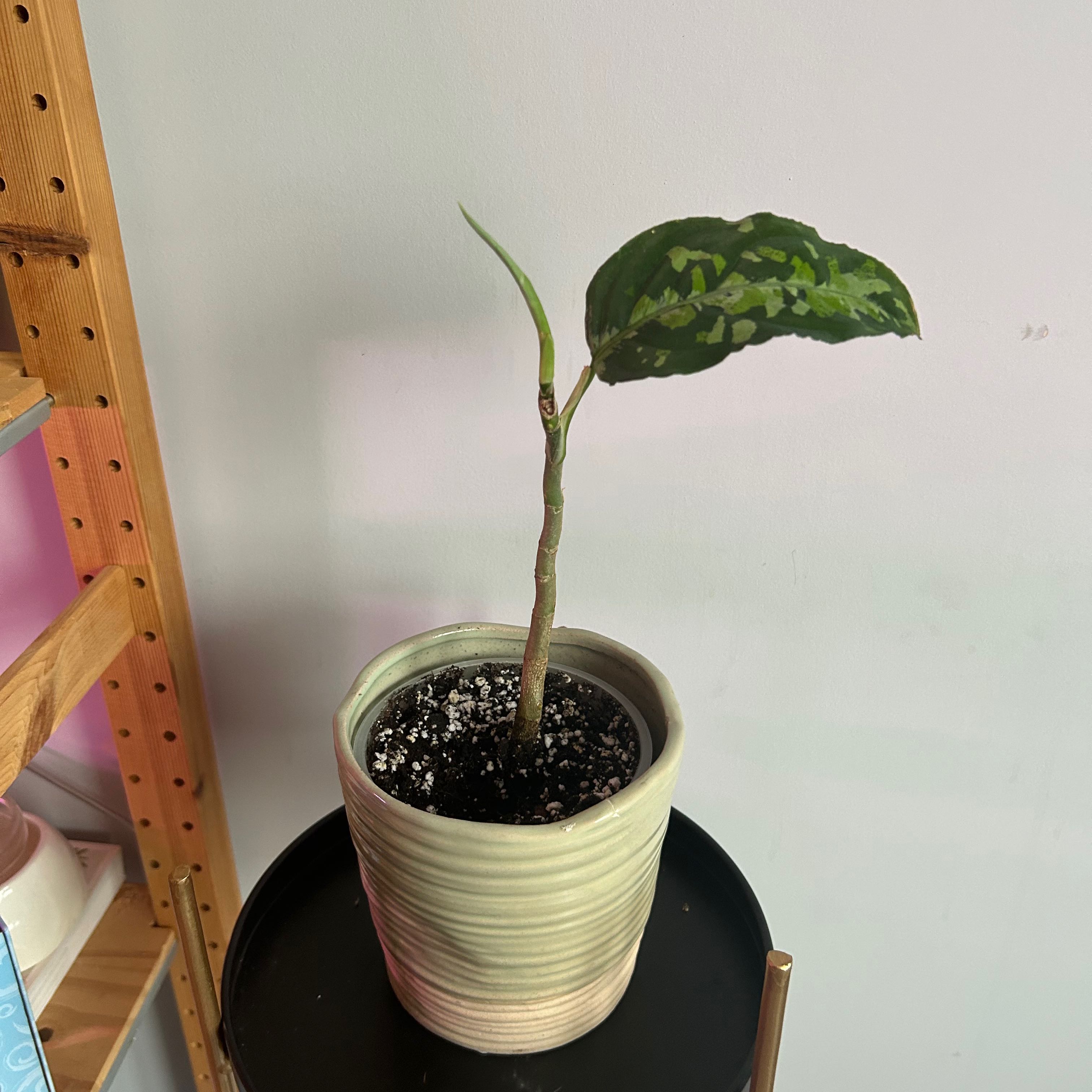 Potted Aglaonema 'Tricolor' plant with a single variegated leaf indoors.
