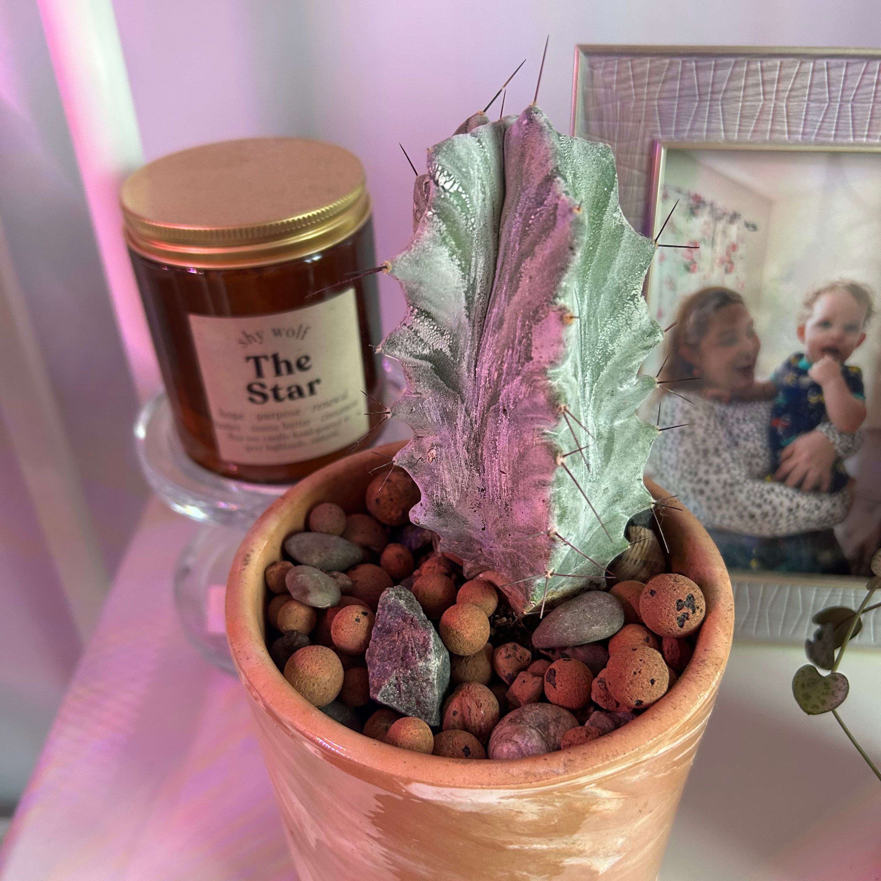 Photo of the plant species Variegated Blue Flame by @oliviadiane named variegated cacti child on Greg, the plant care app