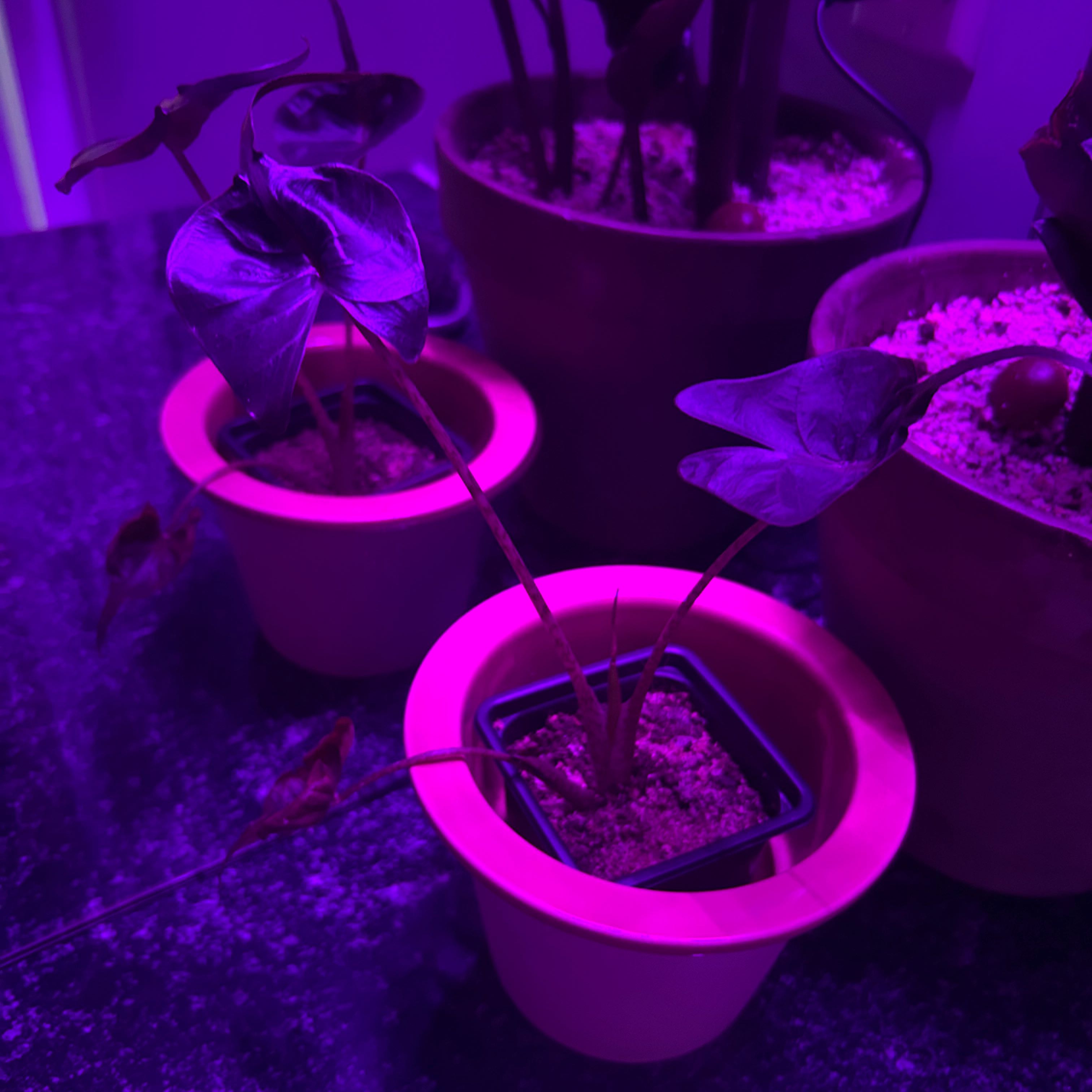 Multiple potted Stingray Elephant Ear plants under purple lighting.