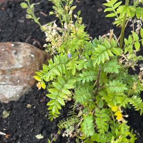 Photo of the plant species Jacob's Ladder by @BrightAtom named Doja Cat on Greg, the plant care app
