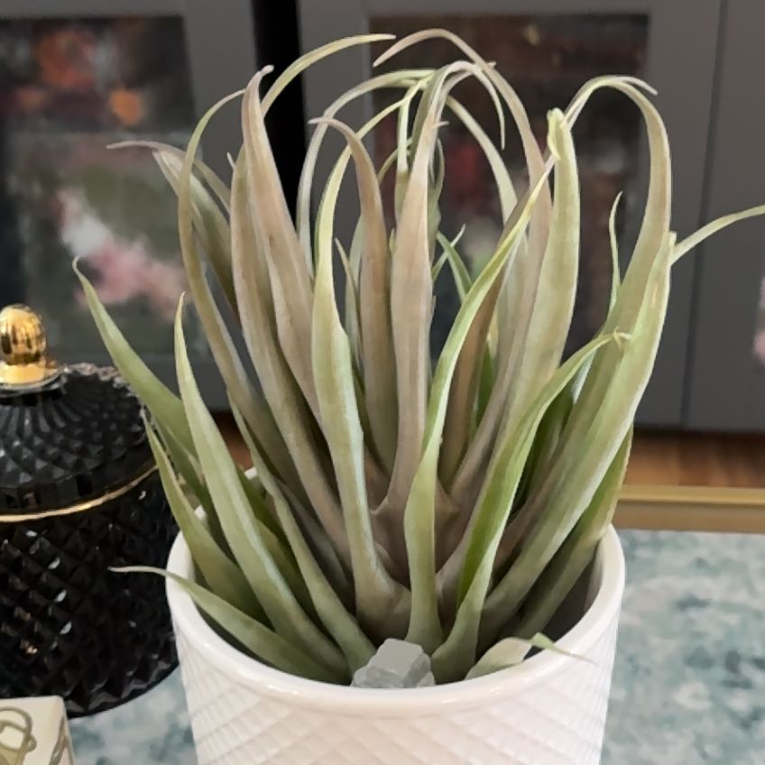 Photo of the plant species Capitata Air Plant by @StoriedCorncob named Dax on Greg, the plant care app