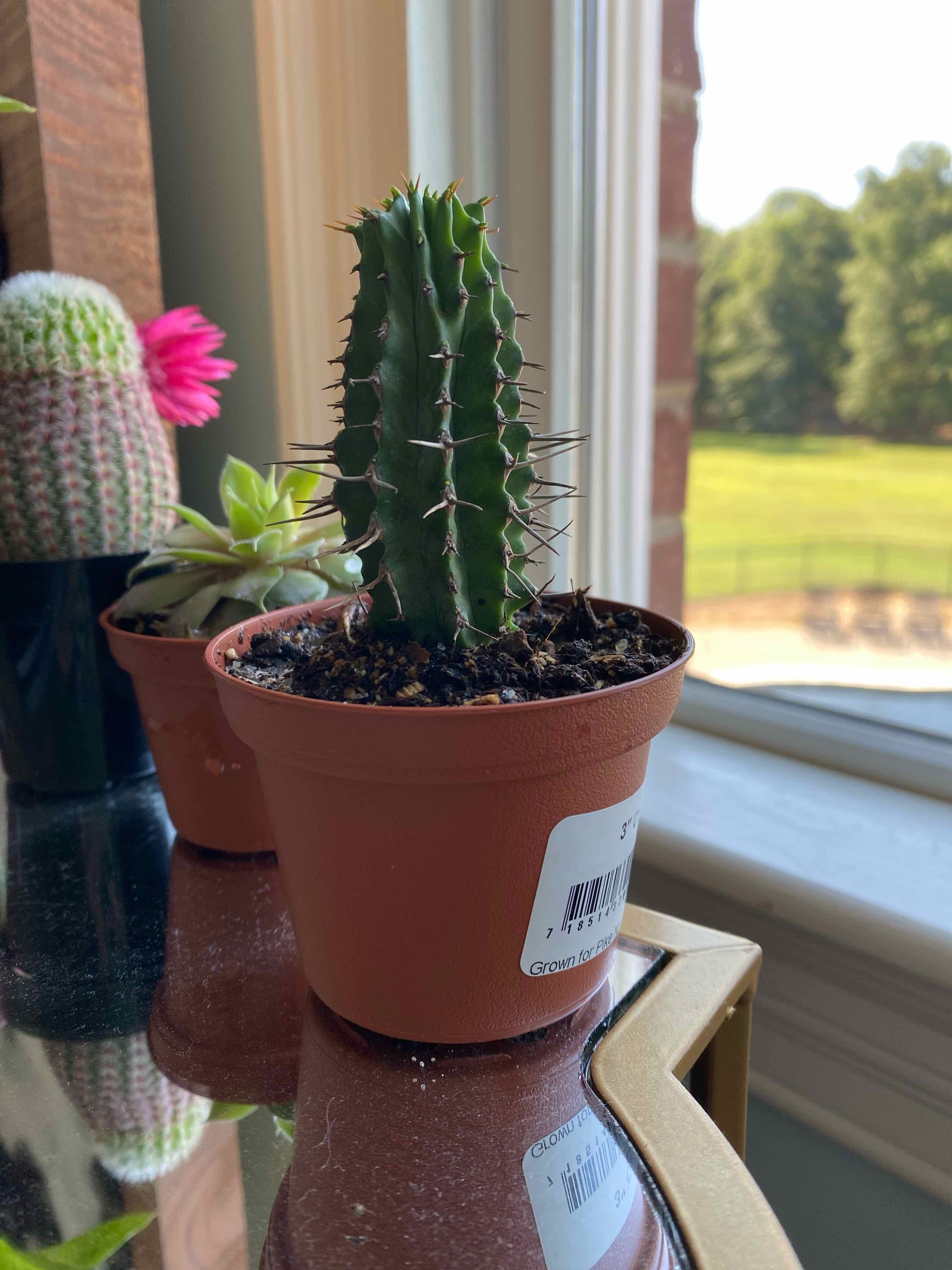 Pleated Cereus cactus in a pot near a window with other potted plants in the background.