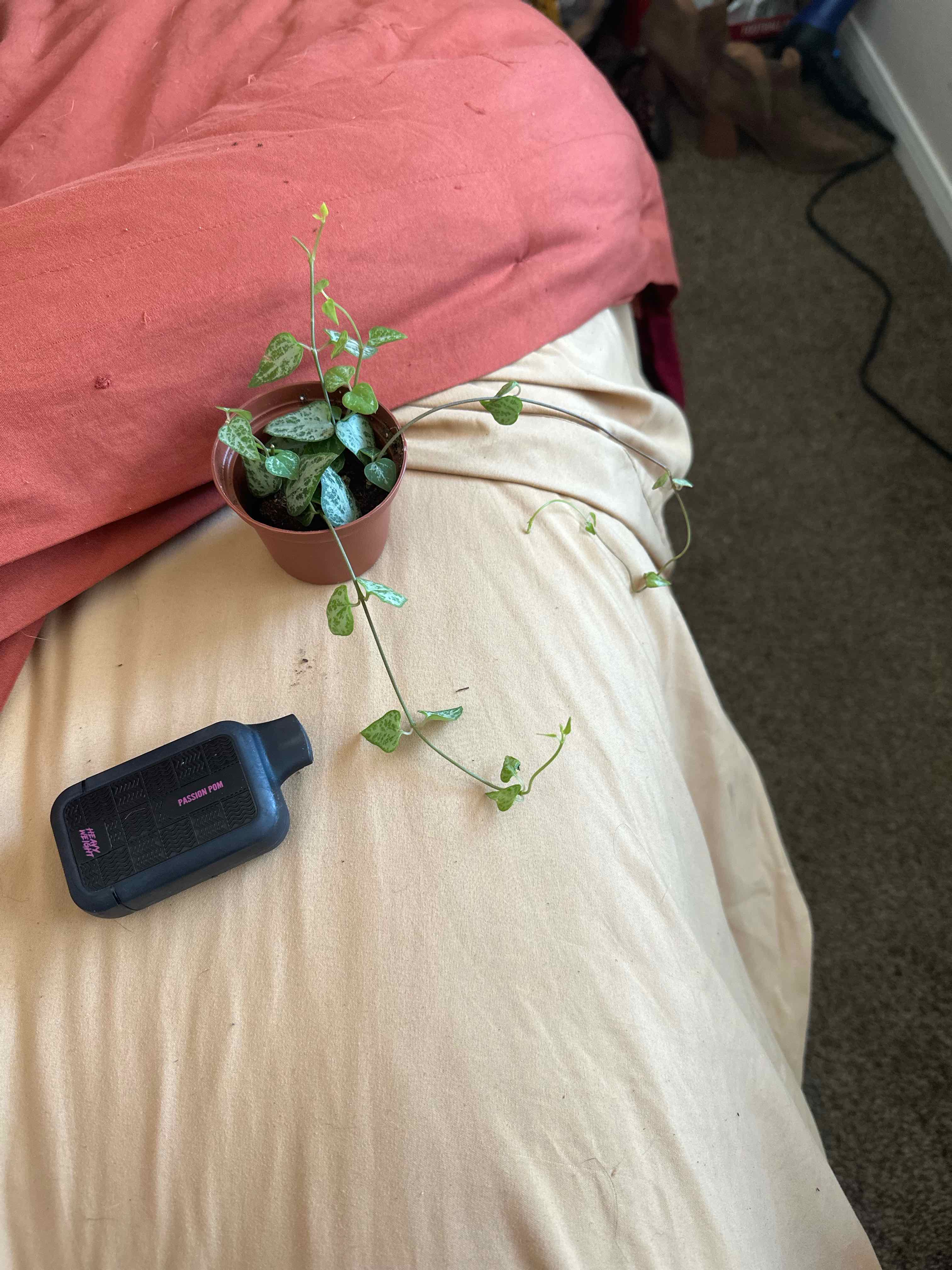 String Of Arrows plant with long trailing vines and arrow-shaped leaves on a bed.