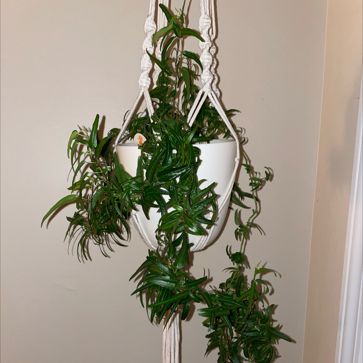 Hanging Spearpoint Ivy plant in a white pot with vibrant green leaves.
