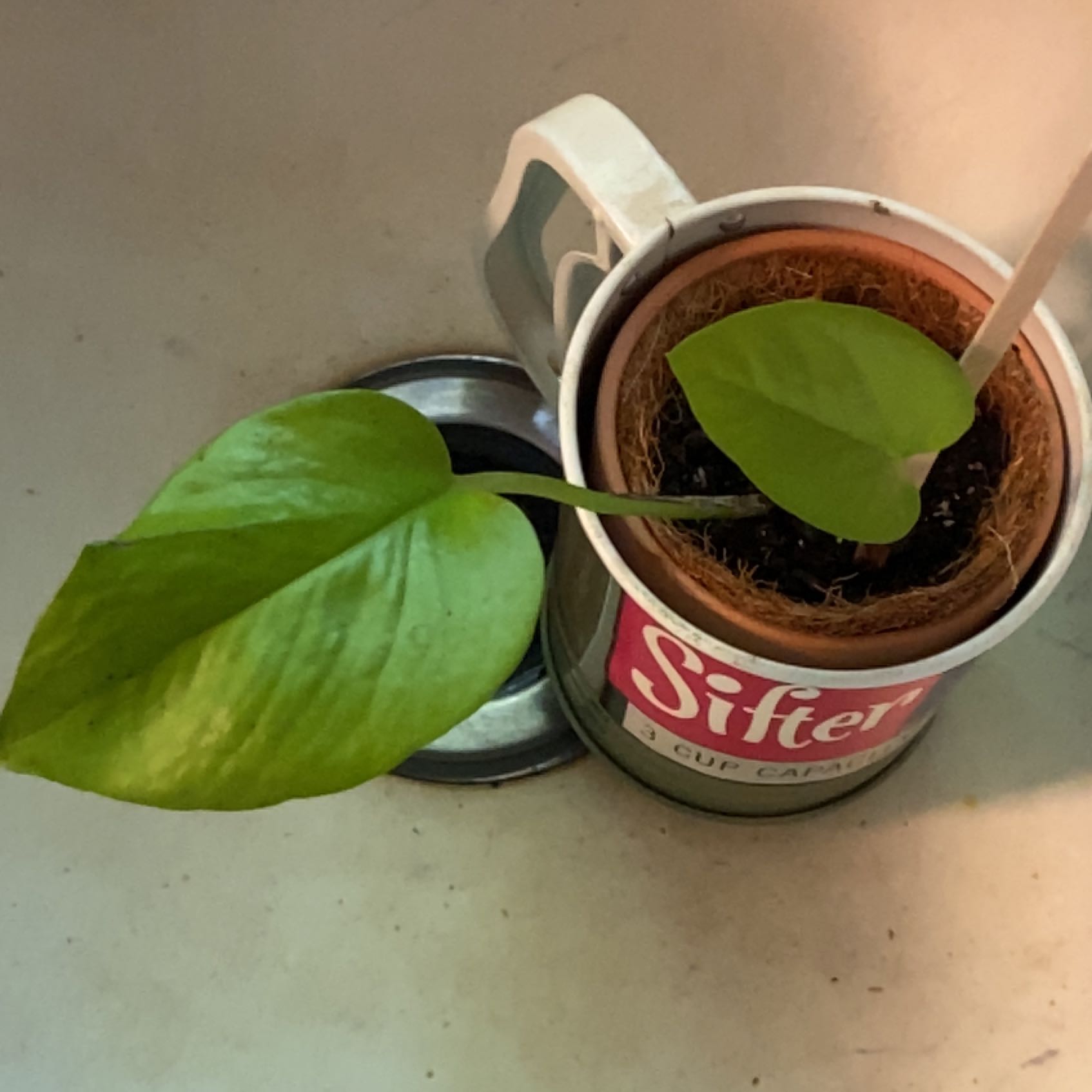 Neon Pothos plant with two leaves in a small container inside a cup.