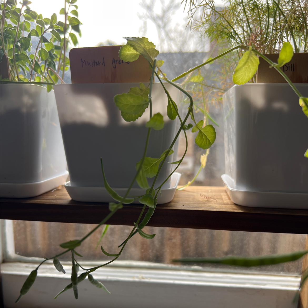 Field Mustard plant in a white pot on a windowsill with some yellowing leaves.