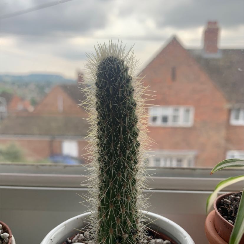 Golden Snakecactus in a pot on a windowsill with buildings in the background.