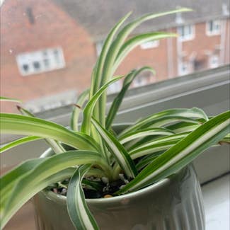 Spider Plant plant in Ilminster, England