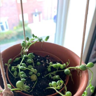 String of Pearls plant in Ilminster, England