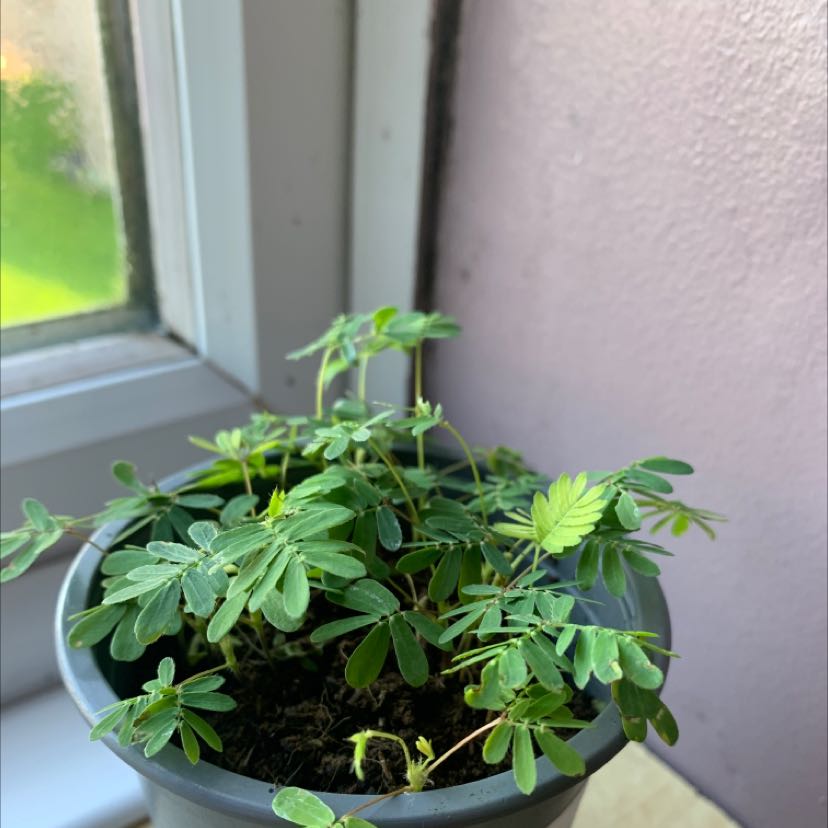 Potted Sensitive Plant (Mimosa pudica) near a window, healthy green leaves.