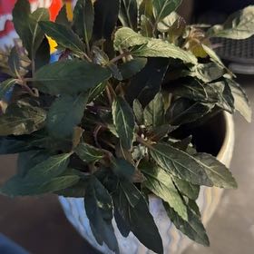 Photo of the plant species Pilea 'Black Mystery' by @ActualIvygourd named Mystery on Greg, the plant care app