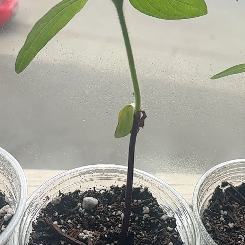 Photo of the plant species Magic Roundabout Sunflower by @FocusedTawapou named Rosa on Greg, the plant care app