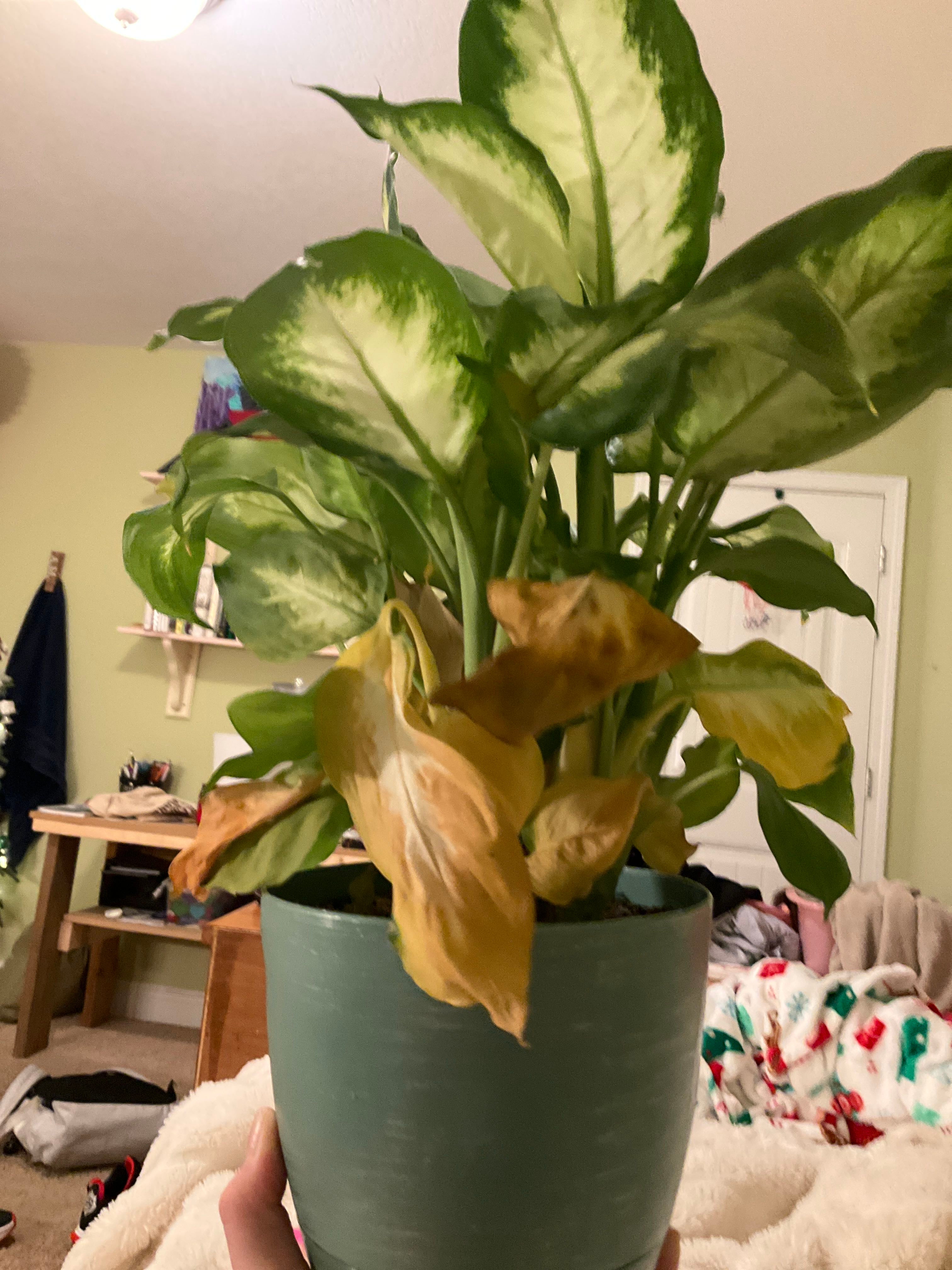 Camo Dumb Cane Plant Care Water, Light, Nutrients Greg App 🌱