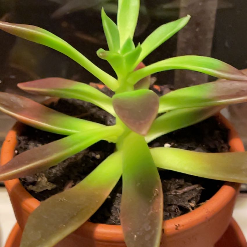 Photo of the plant species Echeveria 'Panthera' by @SageTexassage named Pax on Greg, the plant care app