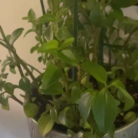 Photo of the plant species Low Peperomia by @FabHindswillow named Fernie Saunders on Greg, the plant care app