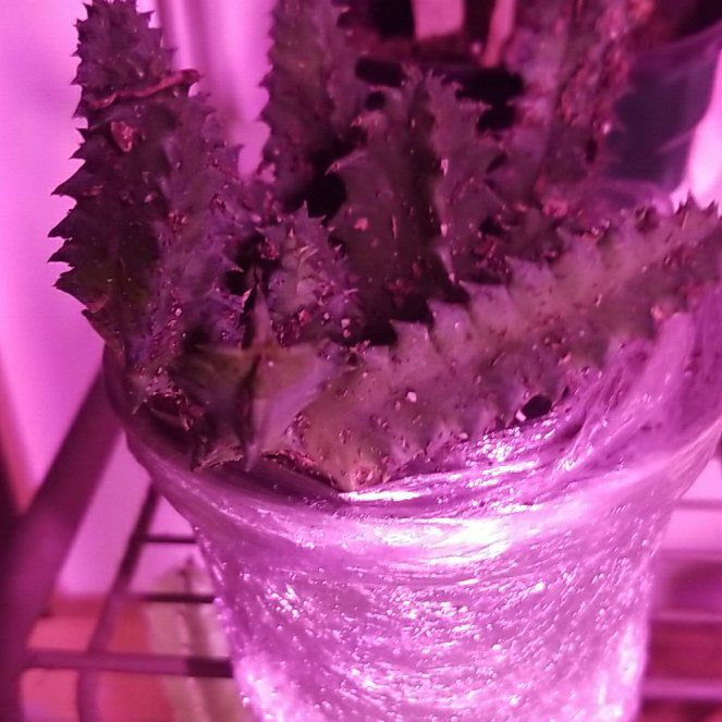 Photo of the plant species Variegated Lifesaver Plant by @Rooney0410 named Lilly on Greg, the plant care app