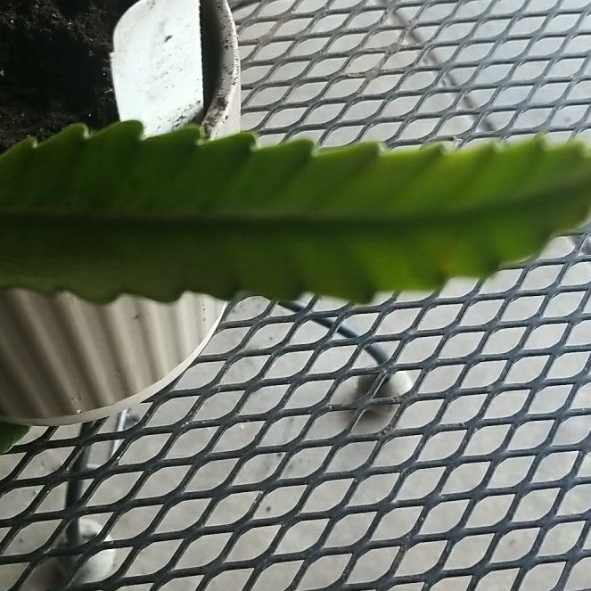 Photo of the plant species Ulota phyllanthoides by @Rooney0410 named Ula on Greg, the plant care app