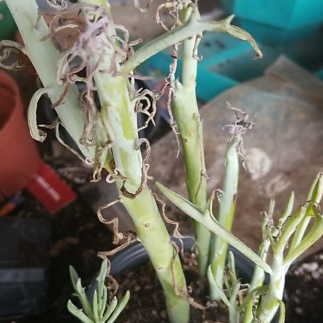 Photo of the plant species Senecio eliseae by @Rooney0410 named Sydney on Greg, the plant care app
