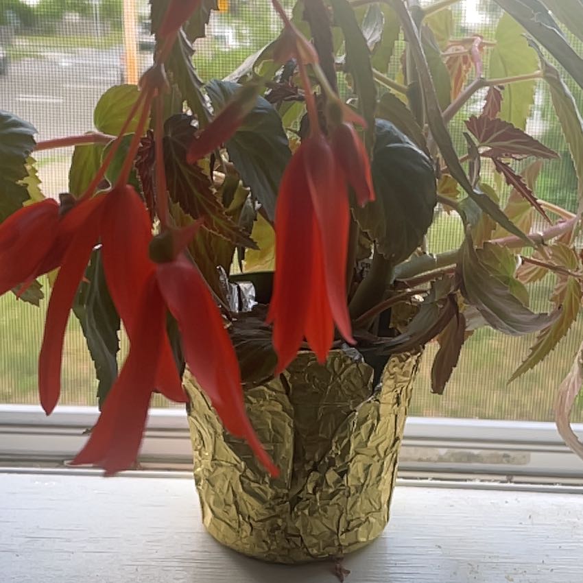 Photo of the plant species Bolivian Begonia by @JesterChayote named Aggie on Greg, the plant care app