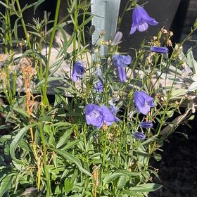 Photo of the plant species Bluebell by @SurefireCorn named Lola on Greg, the plant care app