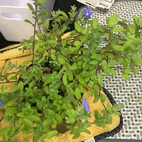 Photo of the plant species Shaggy Dwarf Morning-Glory by @SpunkyKippernut named Michelle Branch on Greg, the plant care app