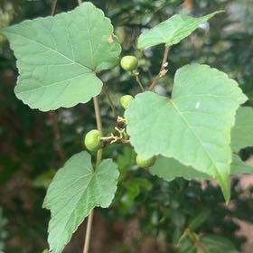 Photo of the plant species Amur Peppervine by @ManyDandelion named Clooney on Greg, the plant care app