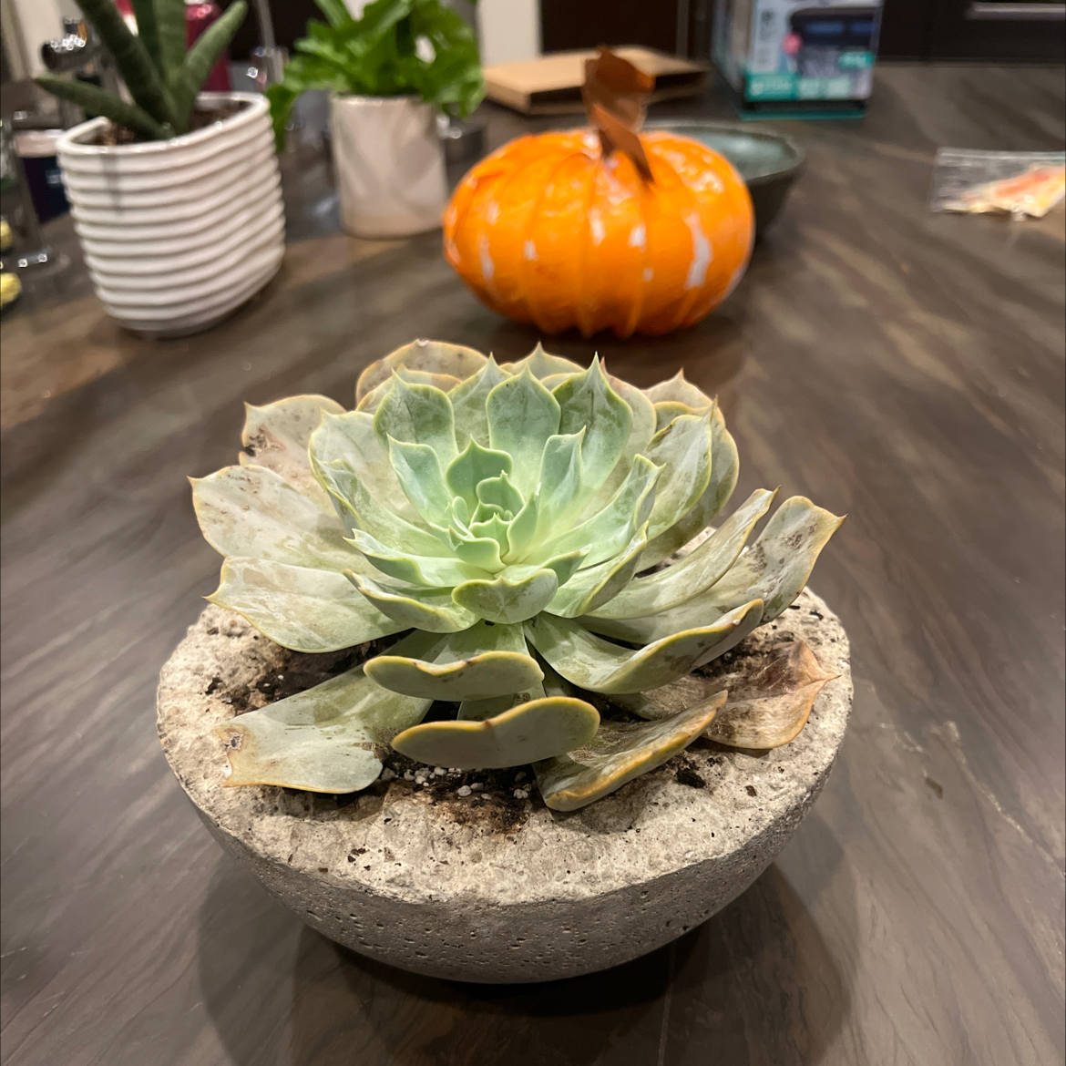 Chalk Dudleya plant in a concrete pot with some leaf discoloration, placed on a table.