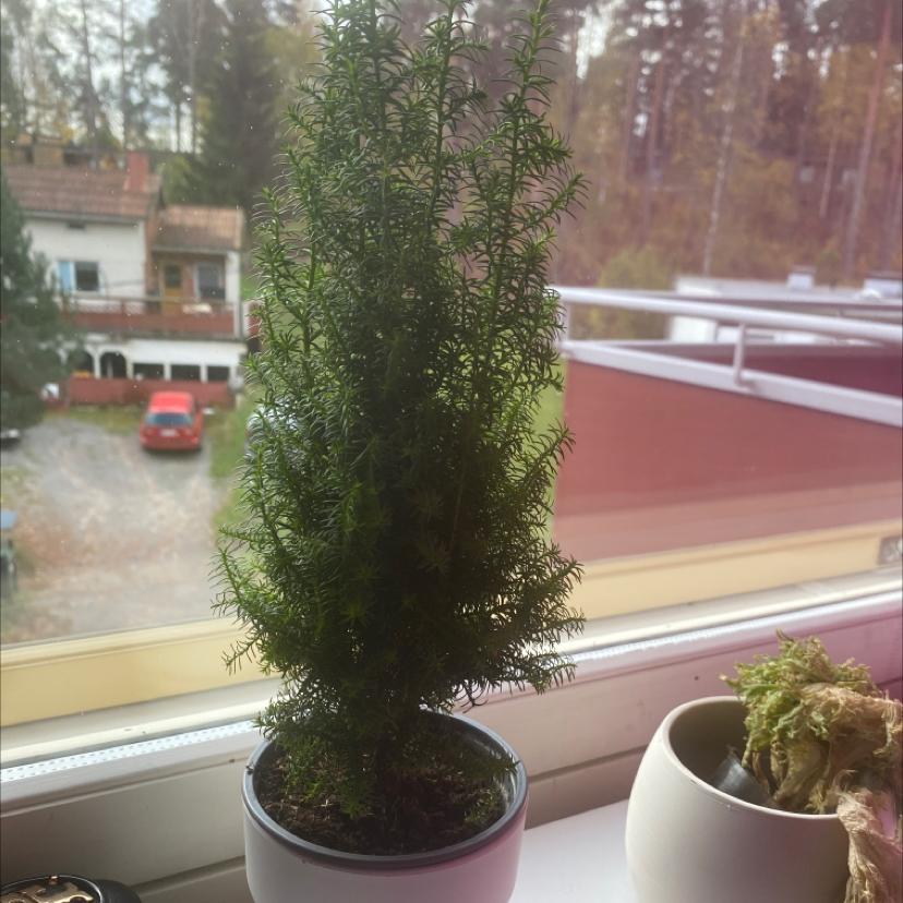 Photo of the plant species Plum Cedar by @WinsomeAcajou named Fernie Mac on Greg, the plant care app