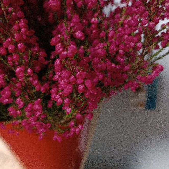 Photo of the plant species Urze by @LivelySeaoats named Remington on Greg, the plant care app