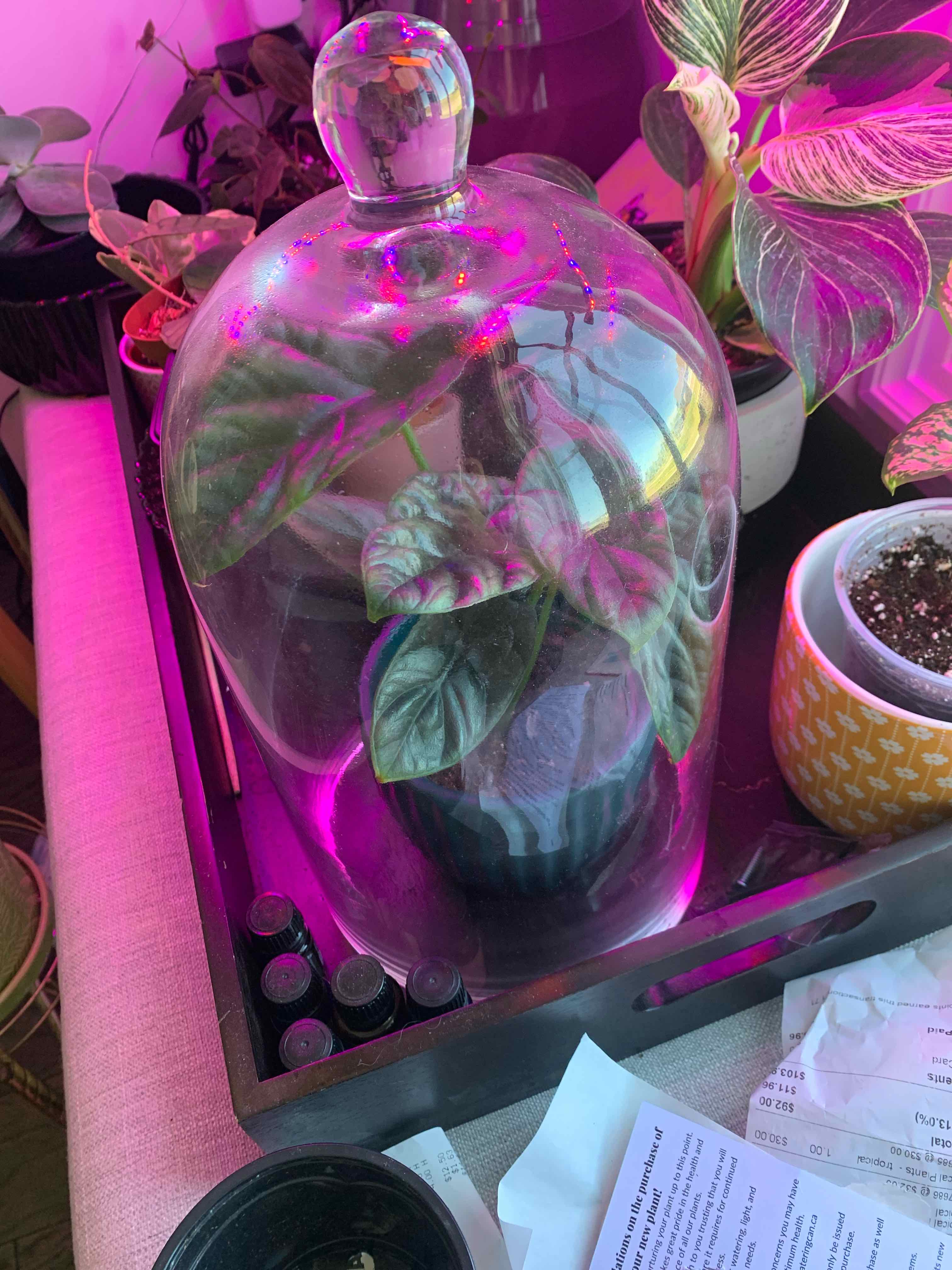 Jewel Alocasia plant under a glass cloche with visible leaves and soil.