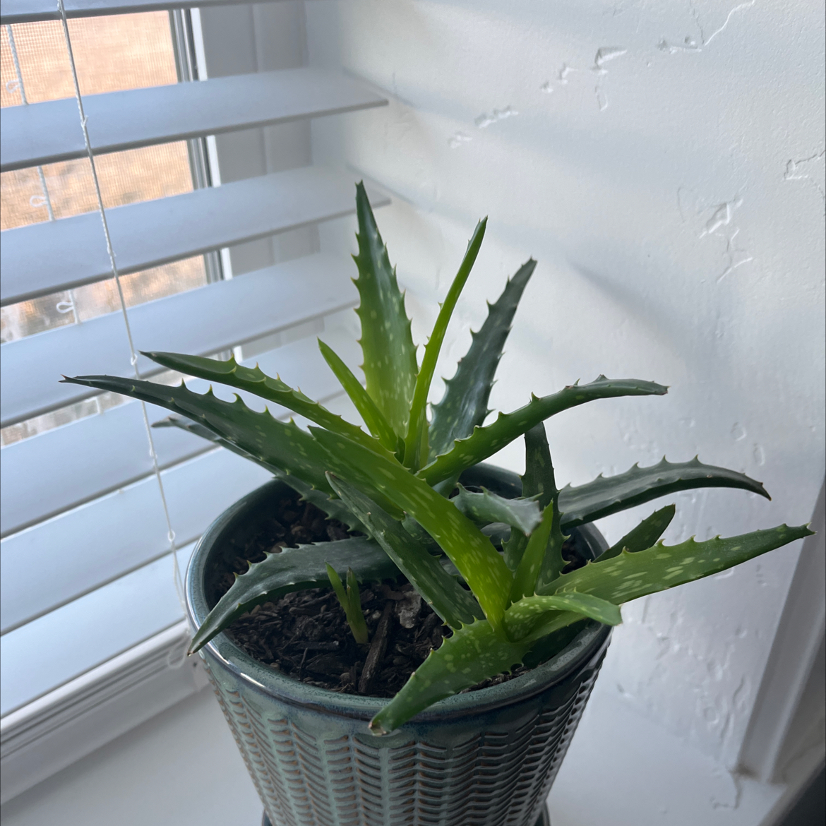 A healthy Aloe Night Sky plant in a pot on a windowsill.