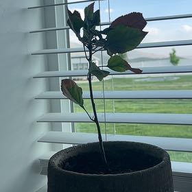 Photo of the plant species Honeycrisp apple tree by @CadencesPlants named Athena on Greg, the plant care app
