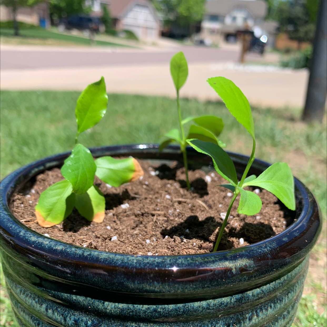 Potted lemon seedlings with some yellowing and browning leaves in a well-drained soil.