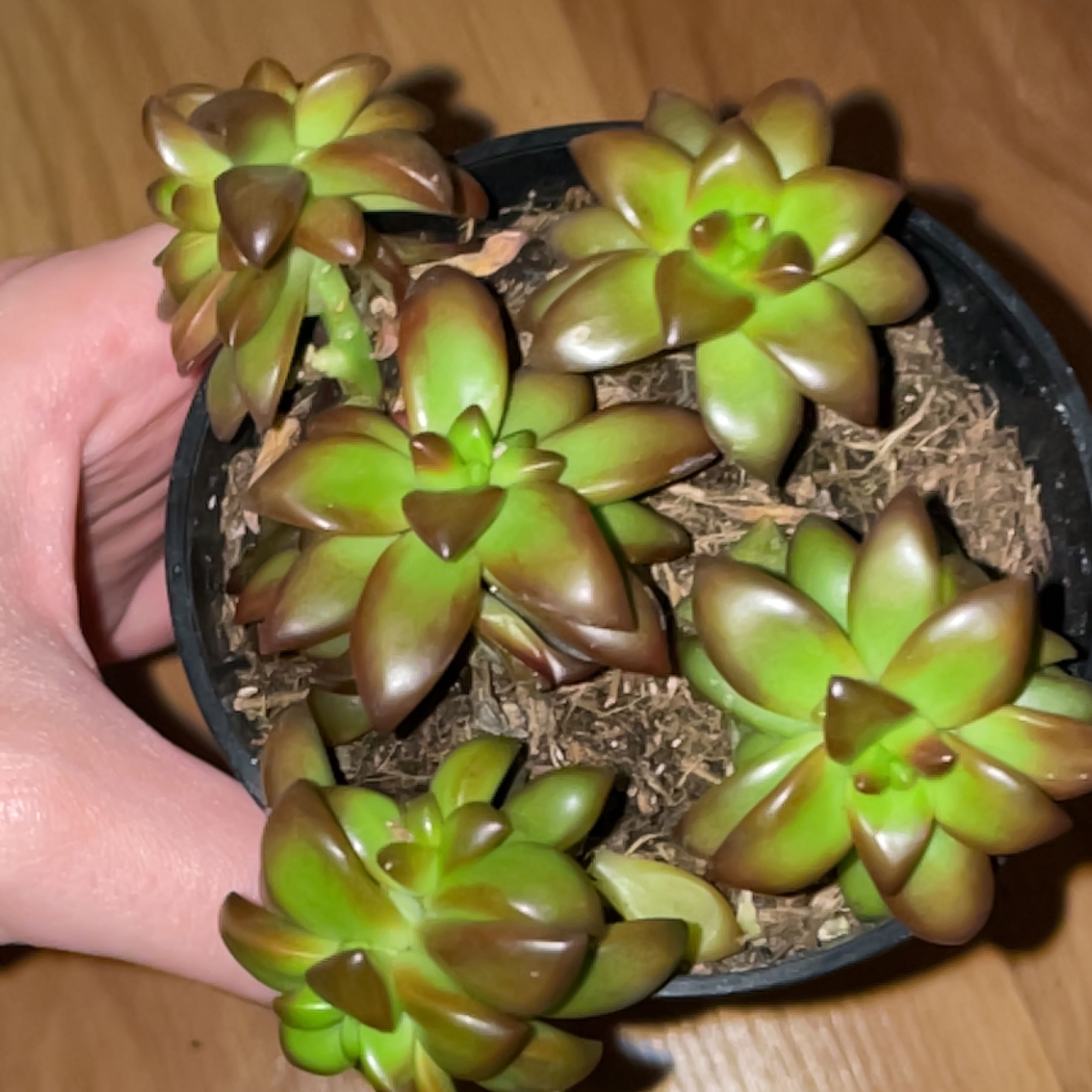 Sedum adolphi 'Shooting Stars' plant in a pot with vibrant green and reddish-brown leaves.