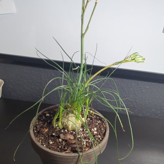 Photo of the plant species albuca by @harrdyfrobom named TW Albuca Plant on Greg, the plant care app