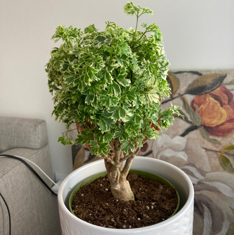 How to Propagate Your Ming Aralia