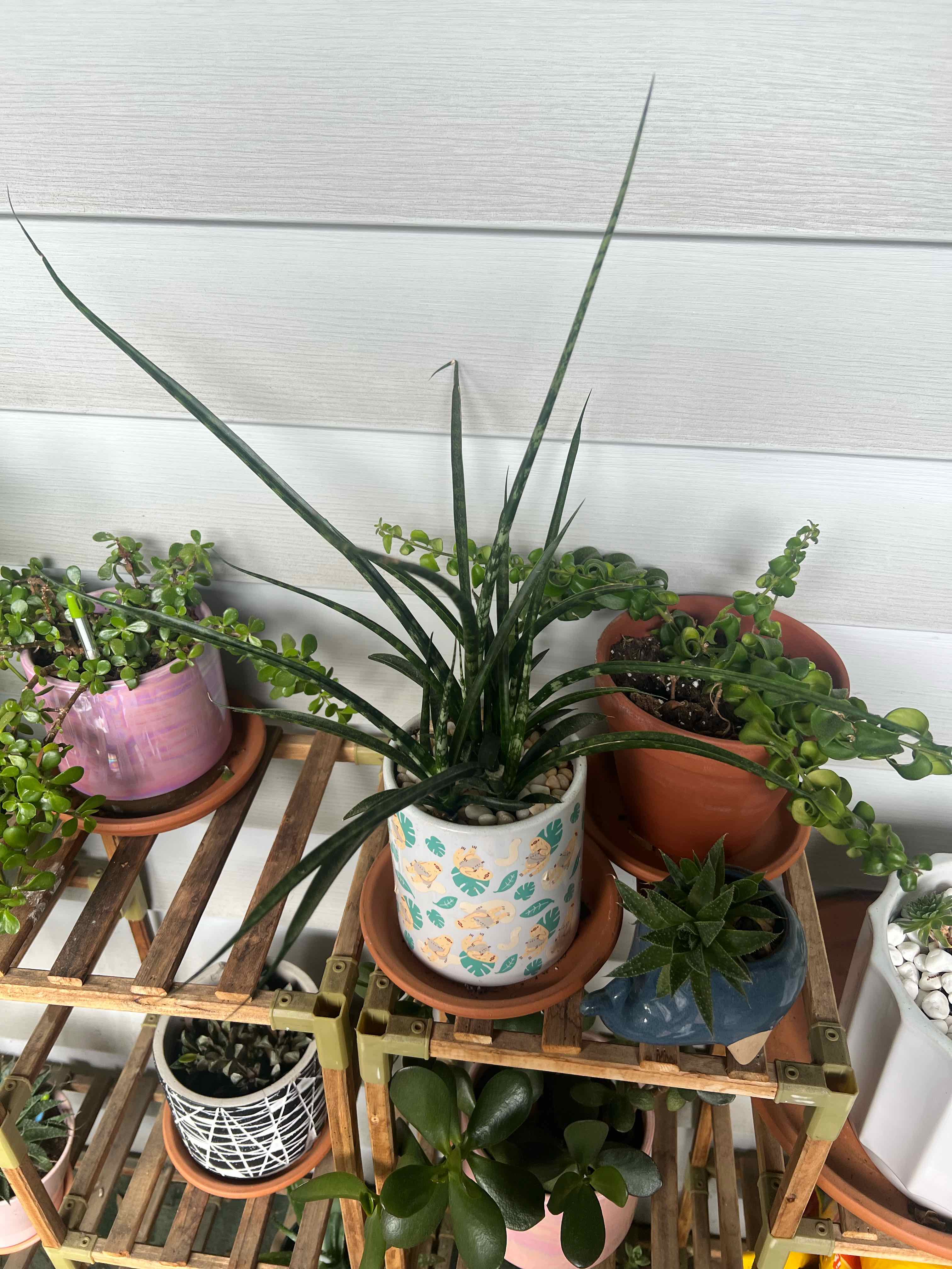 Mikado