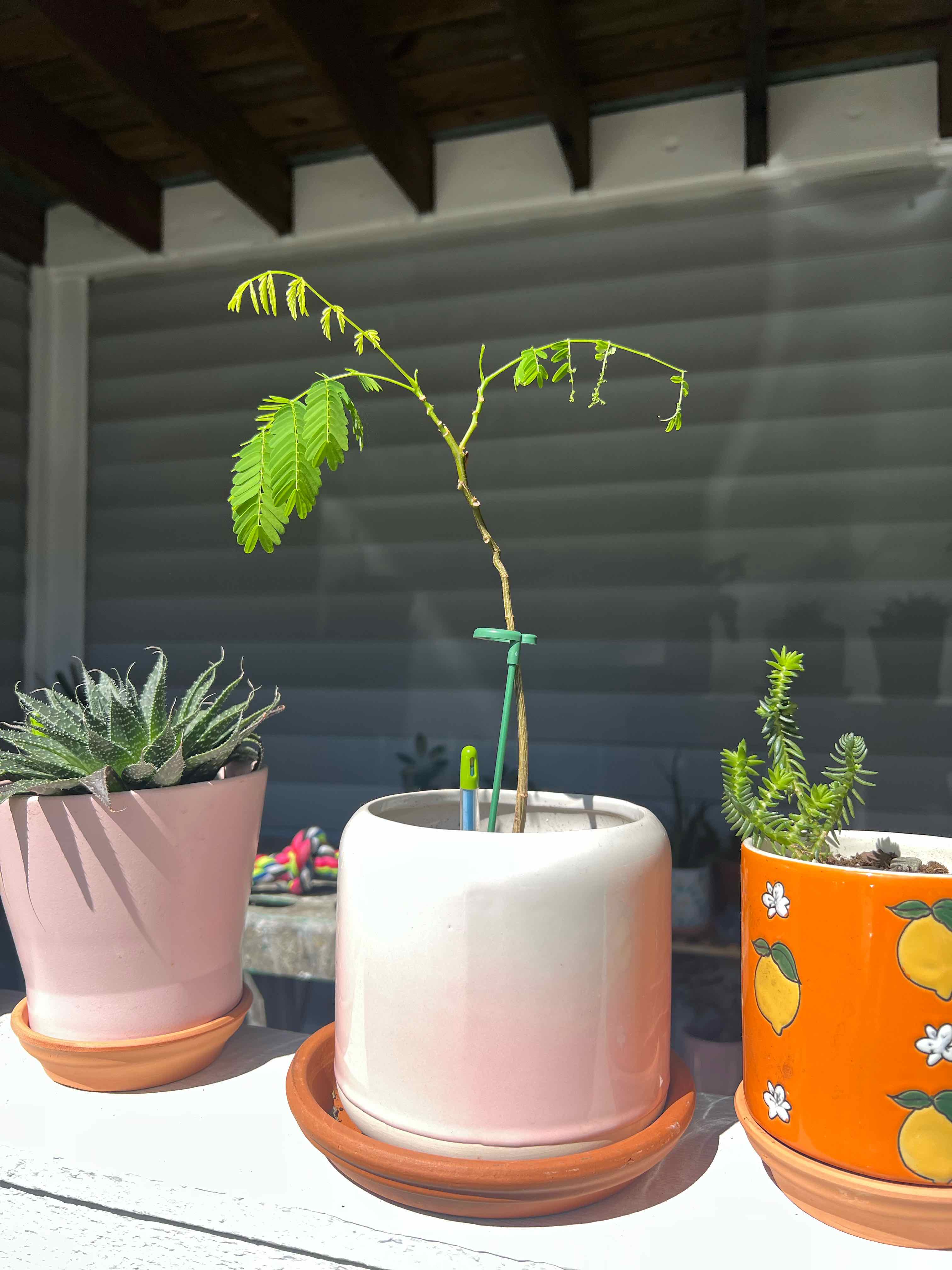 Photo of the plant species Flame Tree by @FreshDracopis named Gregarious on Greg, the plant care app